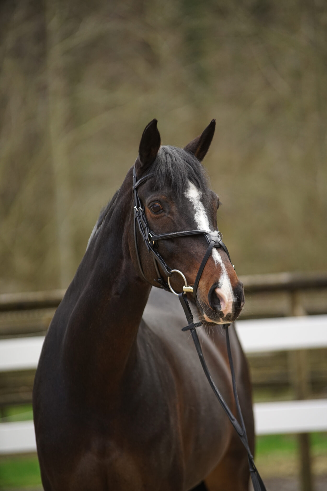 Mex Fancy schwarz - Grakle Fancy black 5